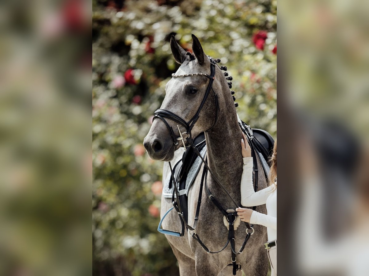 Cheval de sport hongrois Hongre 4 Ans 167 cm Gris in Dachau