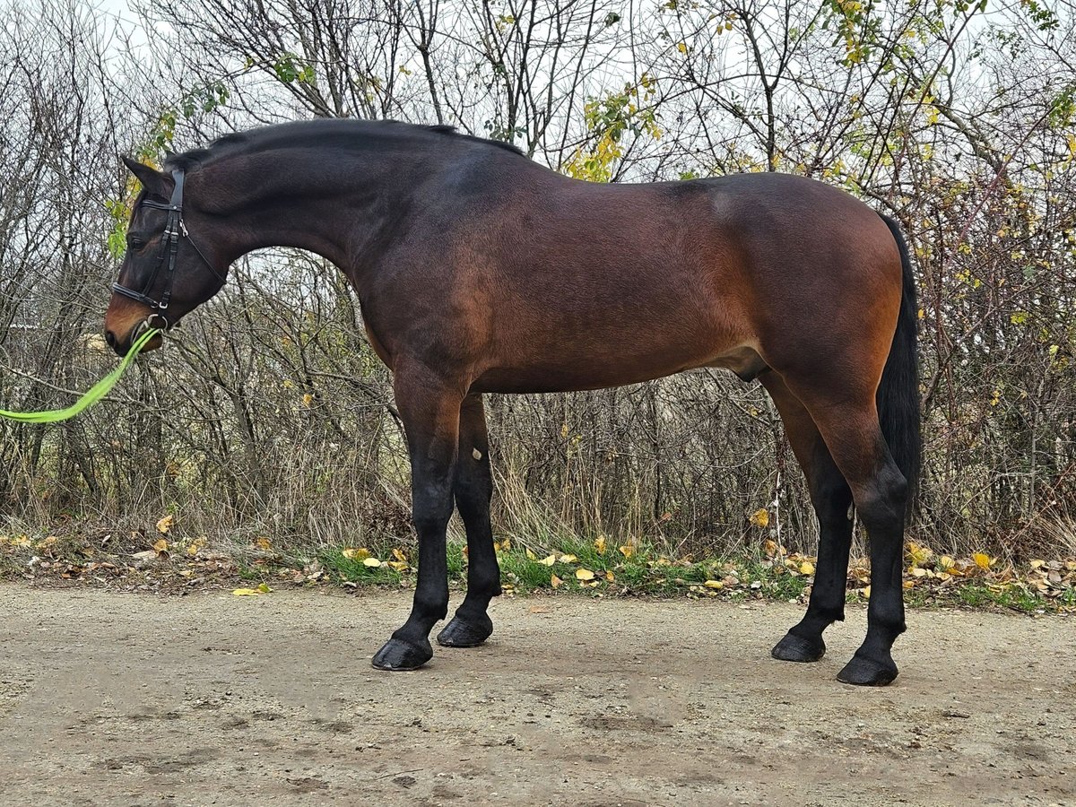 Cheval de sport hongrois Hongre 4 Ans 173 cm Bai in B&#xE9;k&#xE9;s
