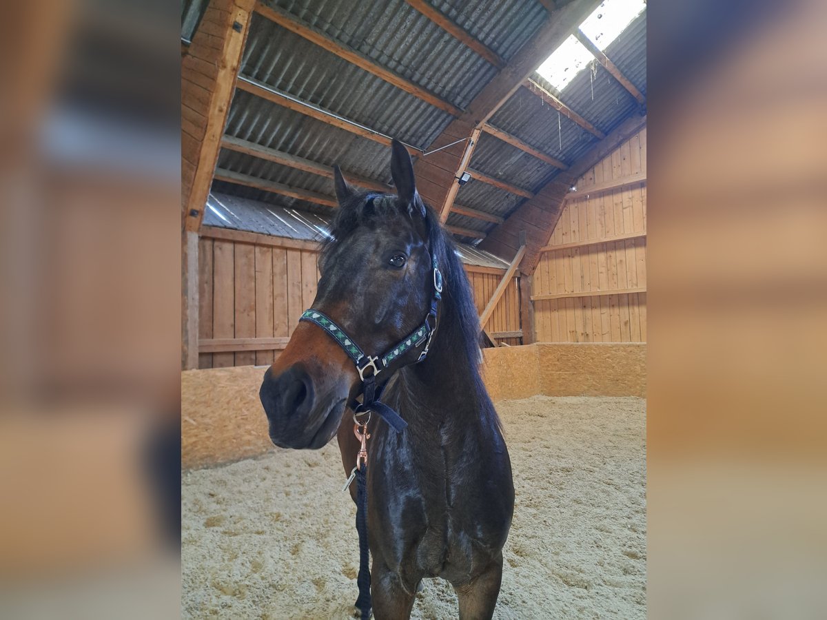 Cheval de sport hongrois Hongre 4 Ans Bai in Sarleinsbach