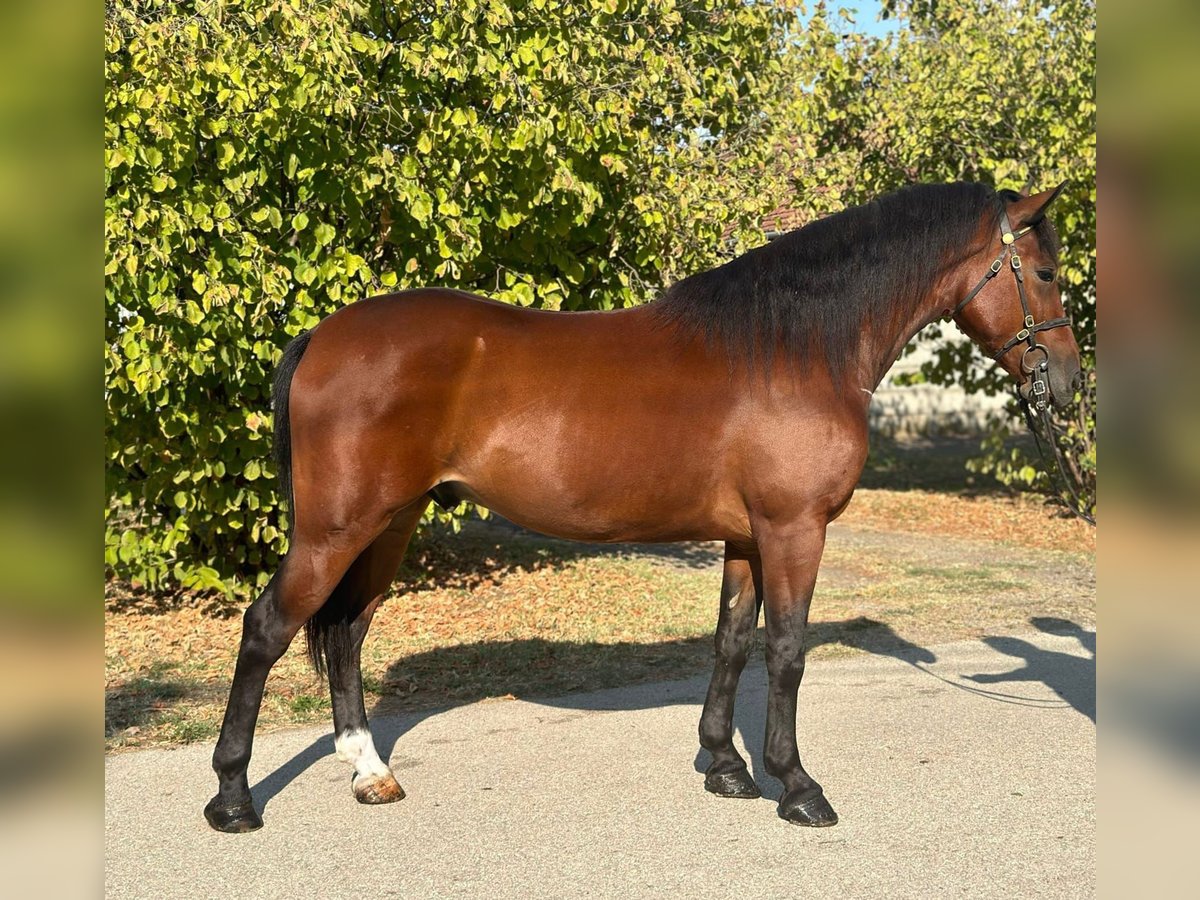 Cheval de sport hongrois Croisé Hongre 5 Ans 153 cm Bai cerise in Somogyszentpál