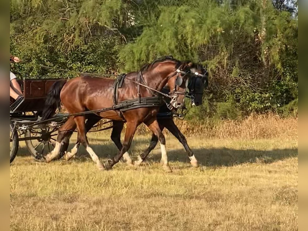 Cheval de sport hongrois Hongre 5 Ans 160 cm Bai cerise in Tass