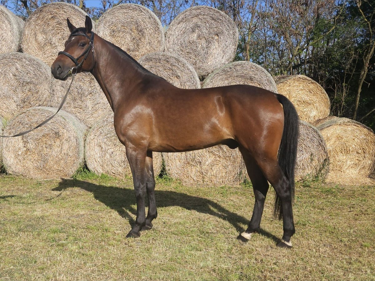 Cheval de sport hongrois Hongre 5 Ans 164 cm Bai in Békés