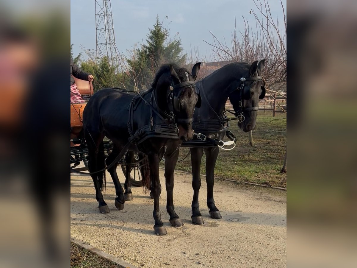 Cheval de sport hongrois Hongre 5 Ans 165 cm Bai brun in Tass