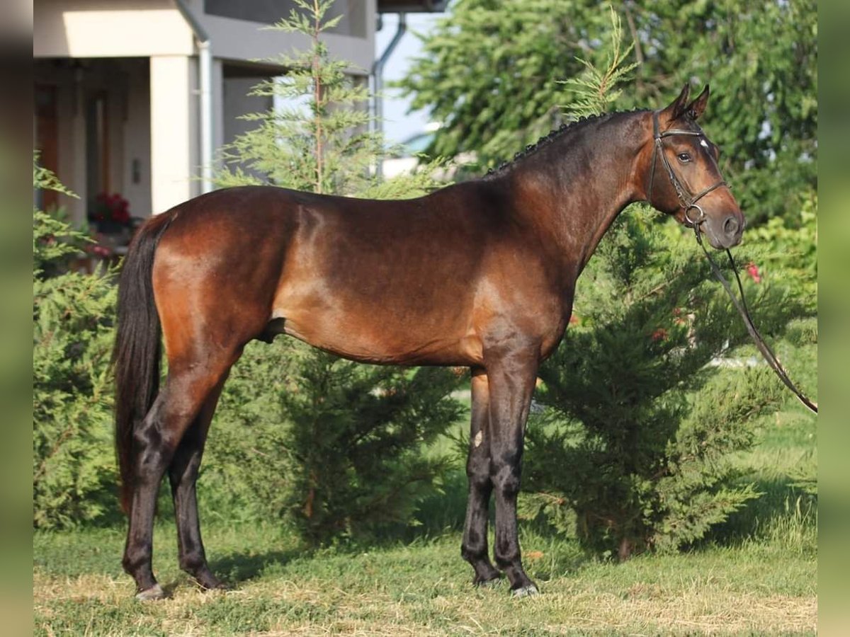 Cheval de sport hongrois Hongre 5 Ans 165 cm Bai in Békésszentandrás