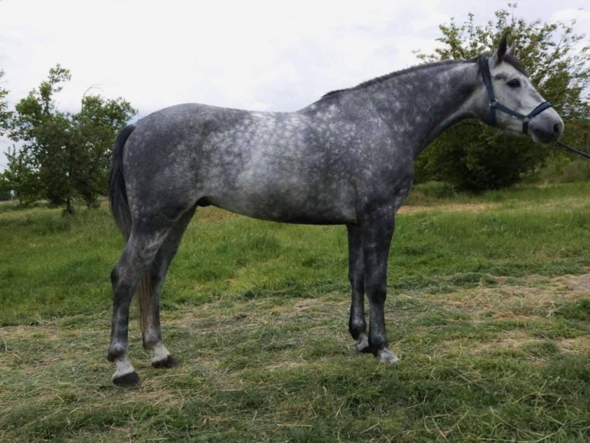 Cheval de sport hongrois Hongre 5 Ans 166 cm Gris pommelé in B&#xE9;k&#xE9;s