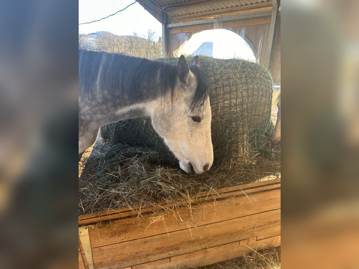 Cheval de sport hongrois Hongre 5 Ans 167 cm Gris in Oltingen