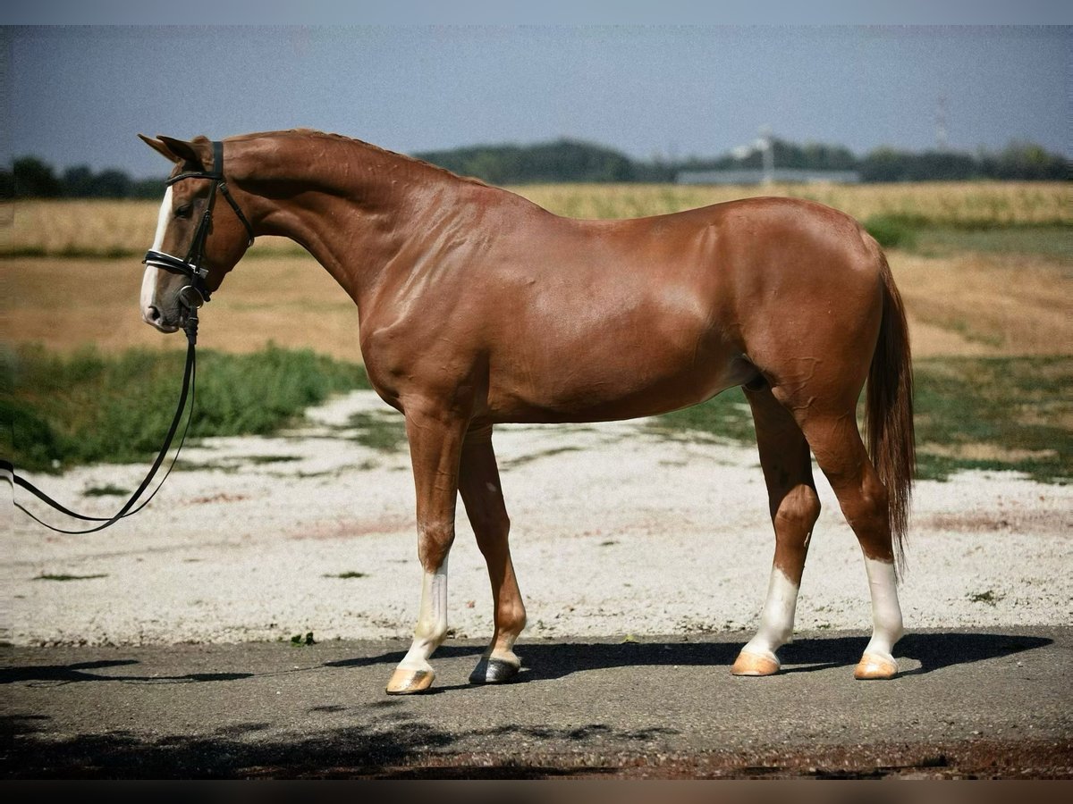 Cheval de sport hongrois Hongre 5 Ans 168 cm Alezan in Cegléd