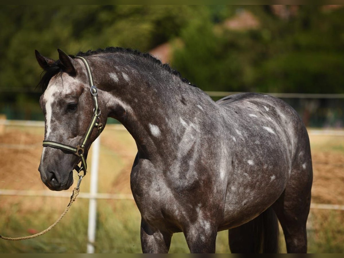 Cheval de sport hongrois Hongre 5 Ans 170 cm Gris in Csabacs&#x171;d