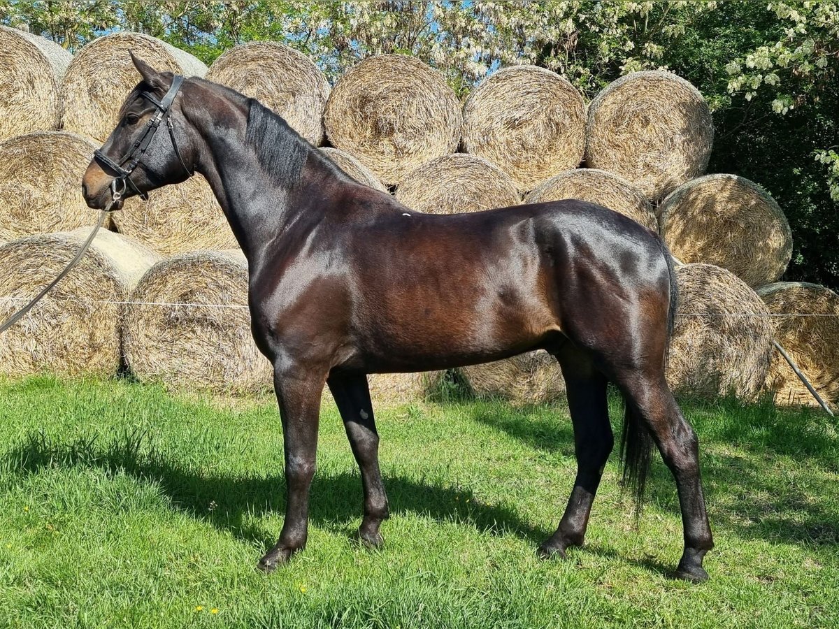 Cheval de sport hongrois Hongre 5 Ans 171 cm Bai brun in Großbettlingen