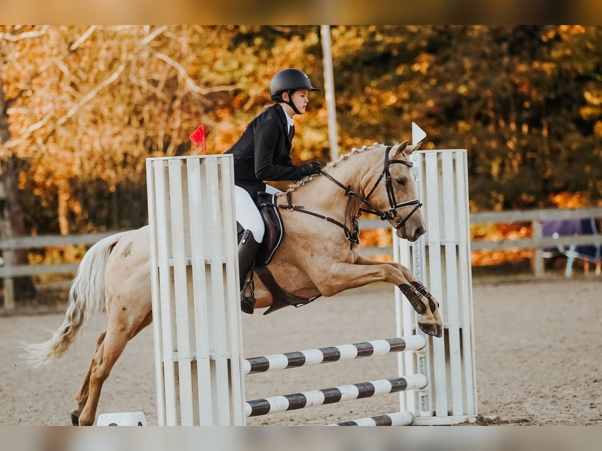 Cheval de sport hongrois Croisé Hongre 6 Ans 144 cm Palomino in Riga