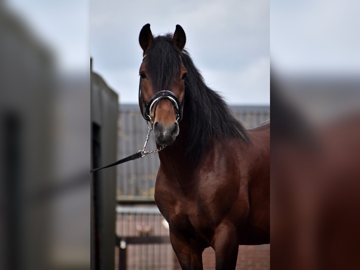 Cheval de sport hongrois Croisé Hongre 6 Ans 153 cm Bai in Eersel