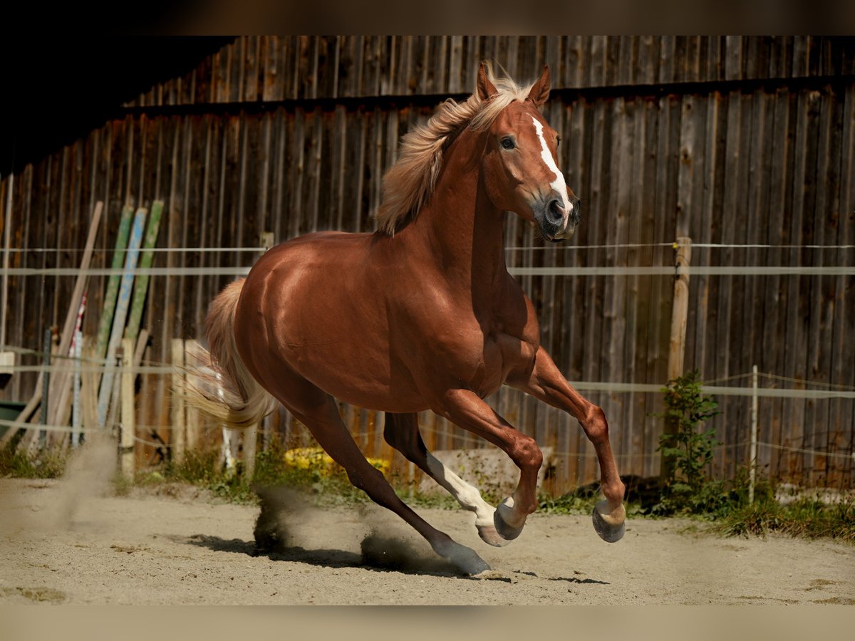 Cheval de sport hongrois Hongre 6 Ans 163 cm Alezan in Legau