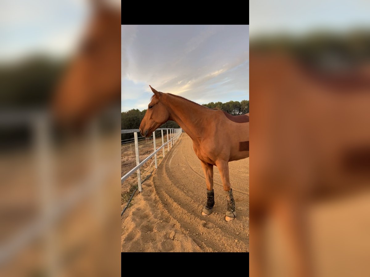 Cheval de sport hongrois Hongre 6 Ans 167 cm Alezan in Palau-Solita I Plegamans