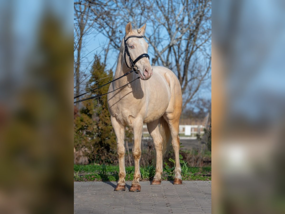 Cheval de sport hongrois Hongre 7 Ans 150 cm in Matzersdorf