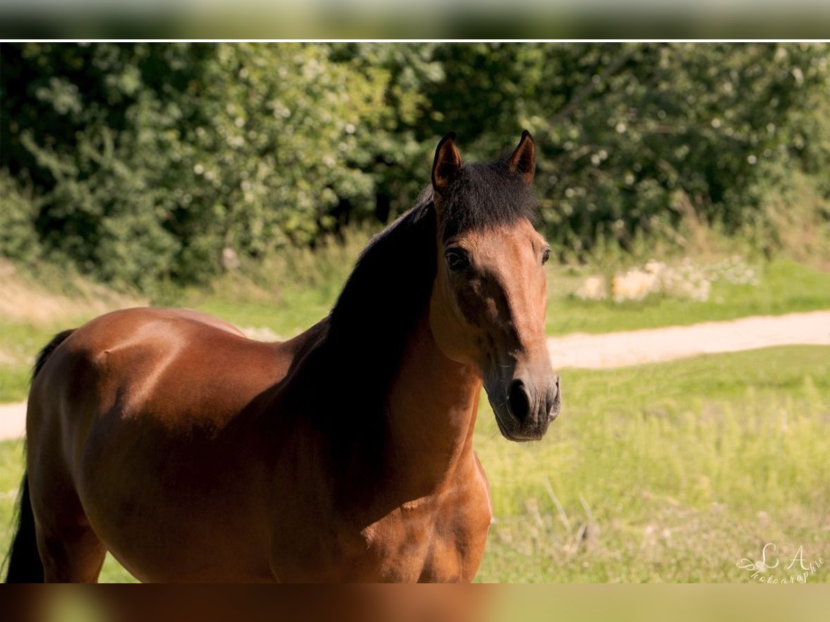 Cheval de sport hongrois Hongre 7 Ans 151 cm Bai in Ellingen