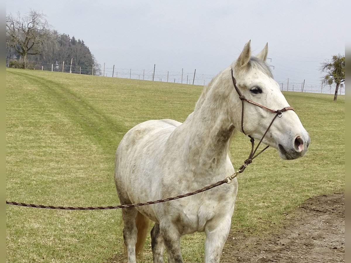 Cheval de sport hongrois Hongre 7 Ans 155 cm Gris in Ravensburg