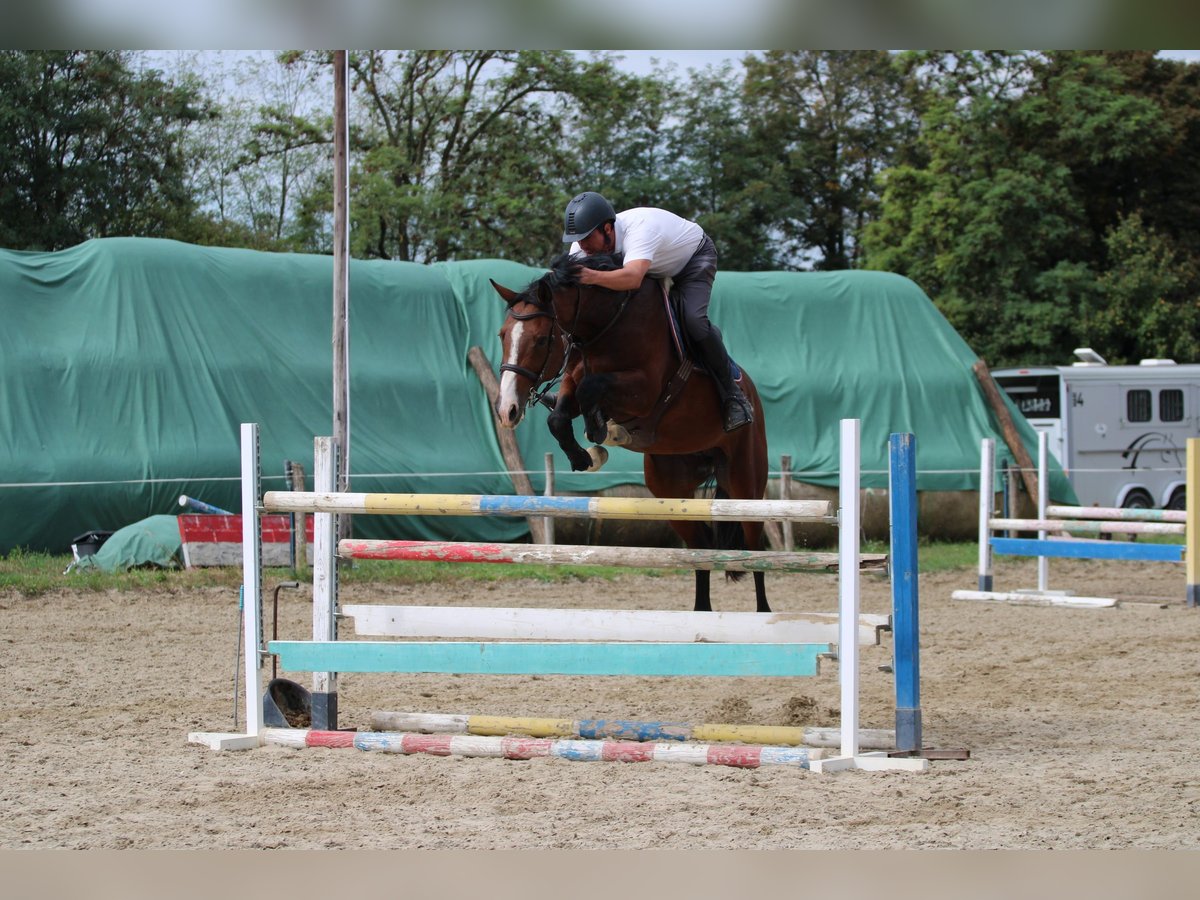 Cheval de sport hongrois Hongre 7 Ans 163 cm Bai cerise in Győrújbarát