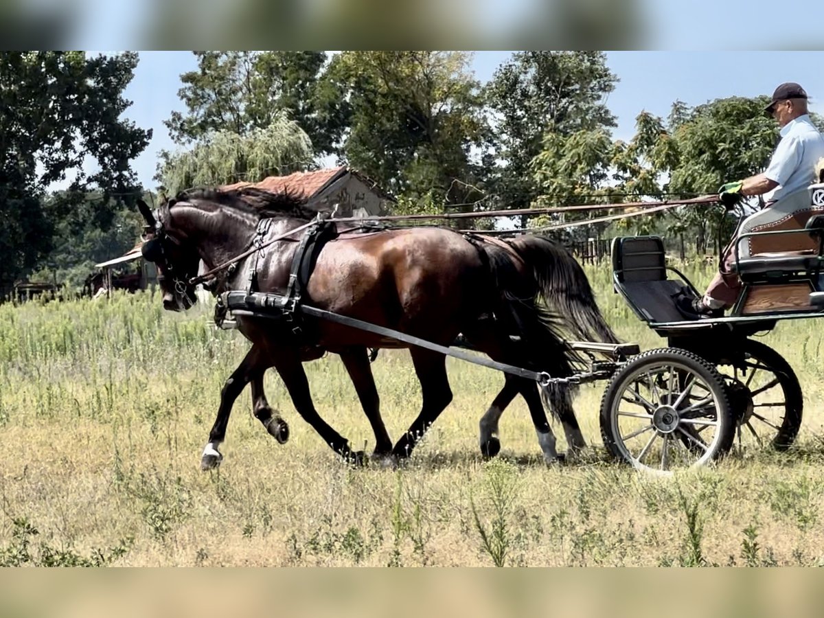 Cheval de sport hongrois Croisé Hongre 7 Ans 164 cm Bai cerise in Jászberény