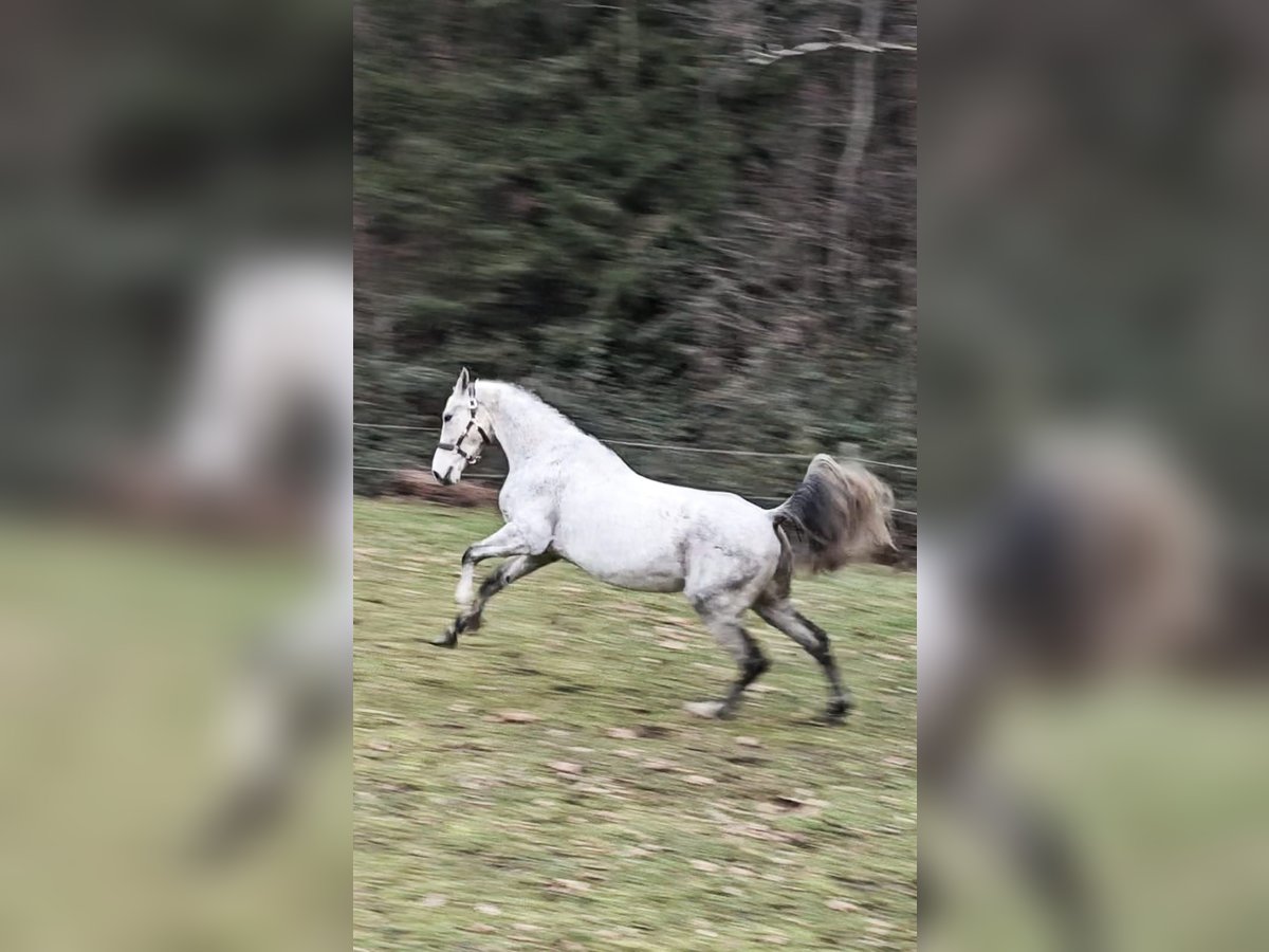 Cheval de sport hongrois Croisé Hongre 7 Ans 165 cm Gris moucheté in Loipersbach im Burgenland