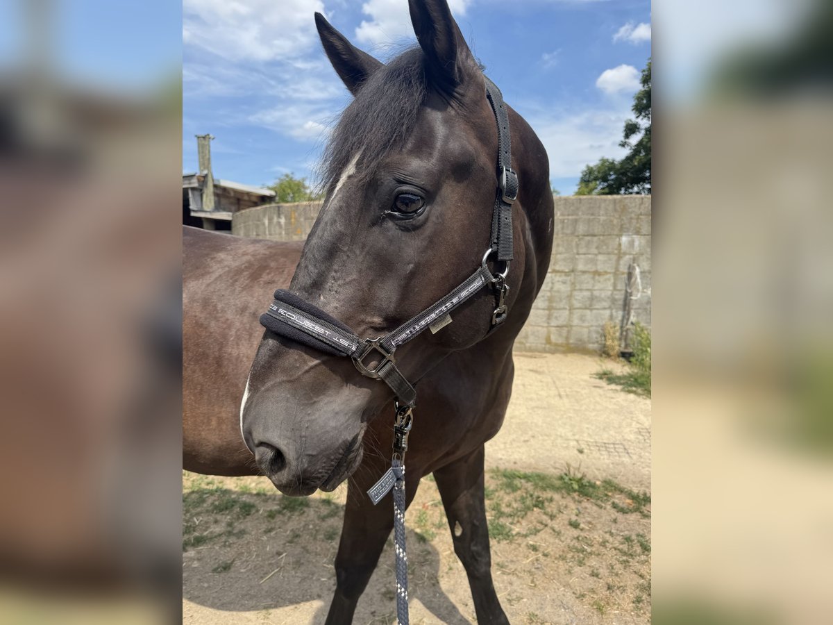 Cheval de sport hongrois Hongre 7 Ans 167 cm Bai brun foncé in Rheinbach