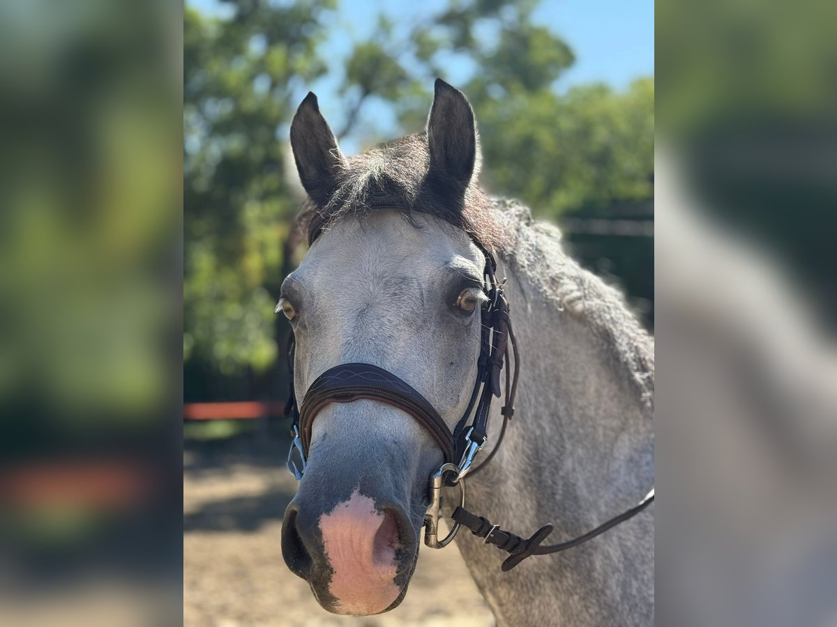 Cheval de sport hongrois Hongre 8 Ans 139 cm Gris in Langenzersdorf