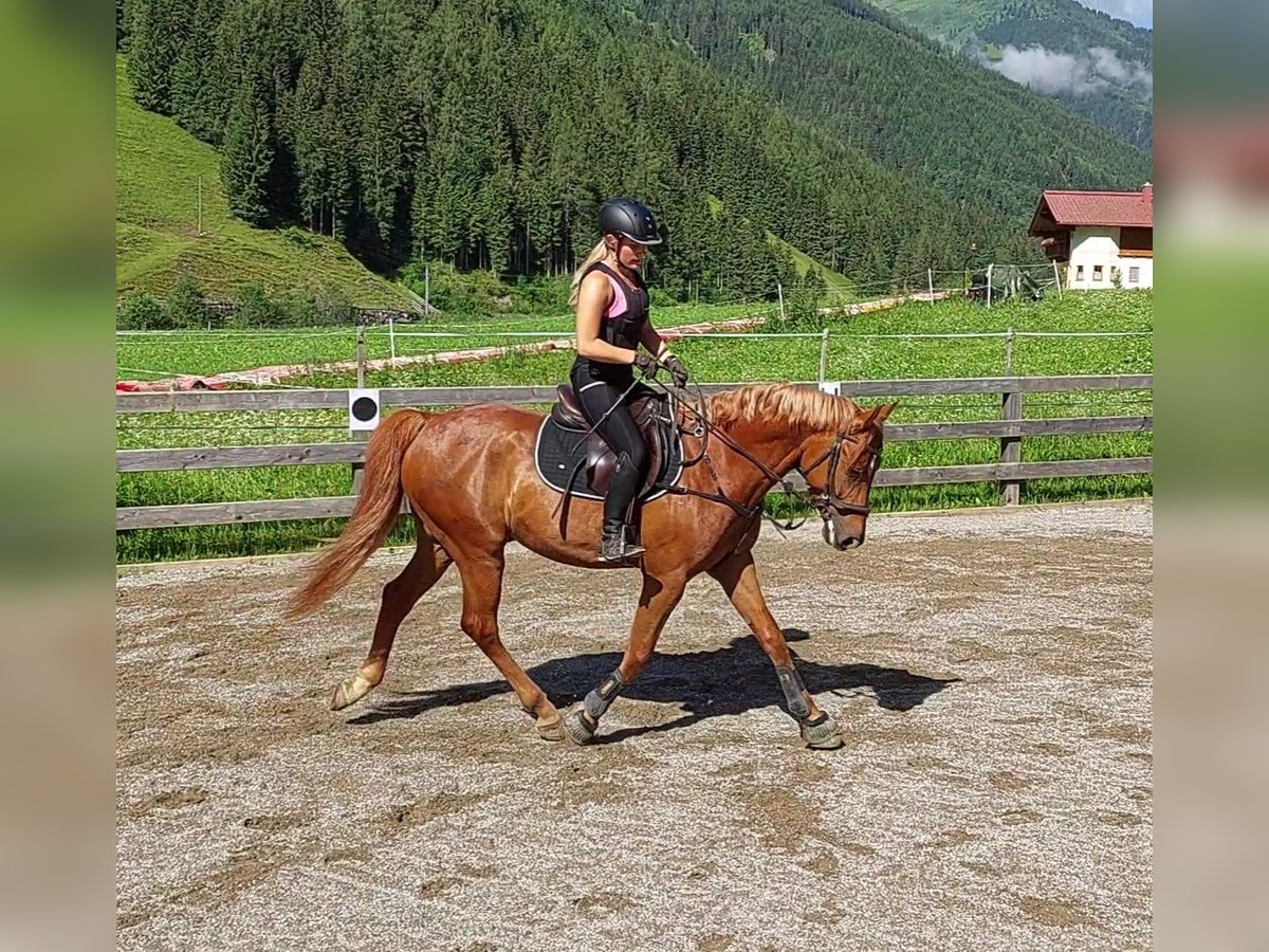 Cheval de sport hongrois Hongre 8 Ans 163 cm Alezan in H&#xFC;ttschlag