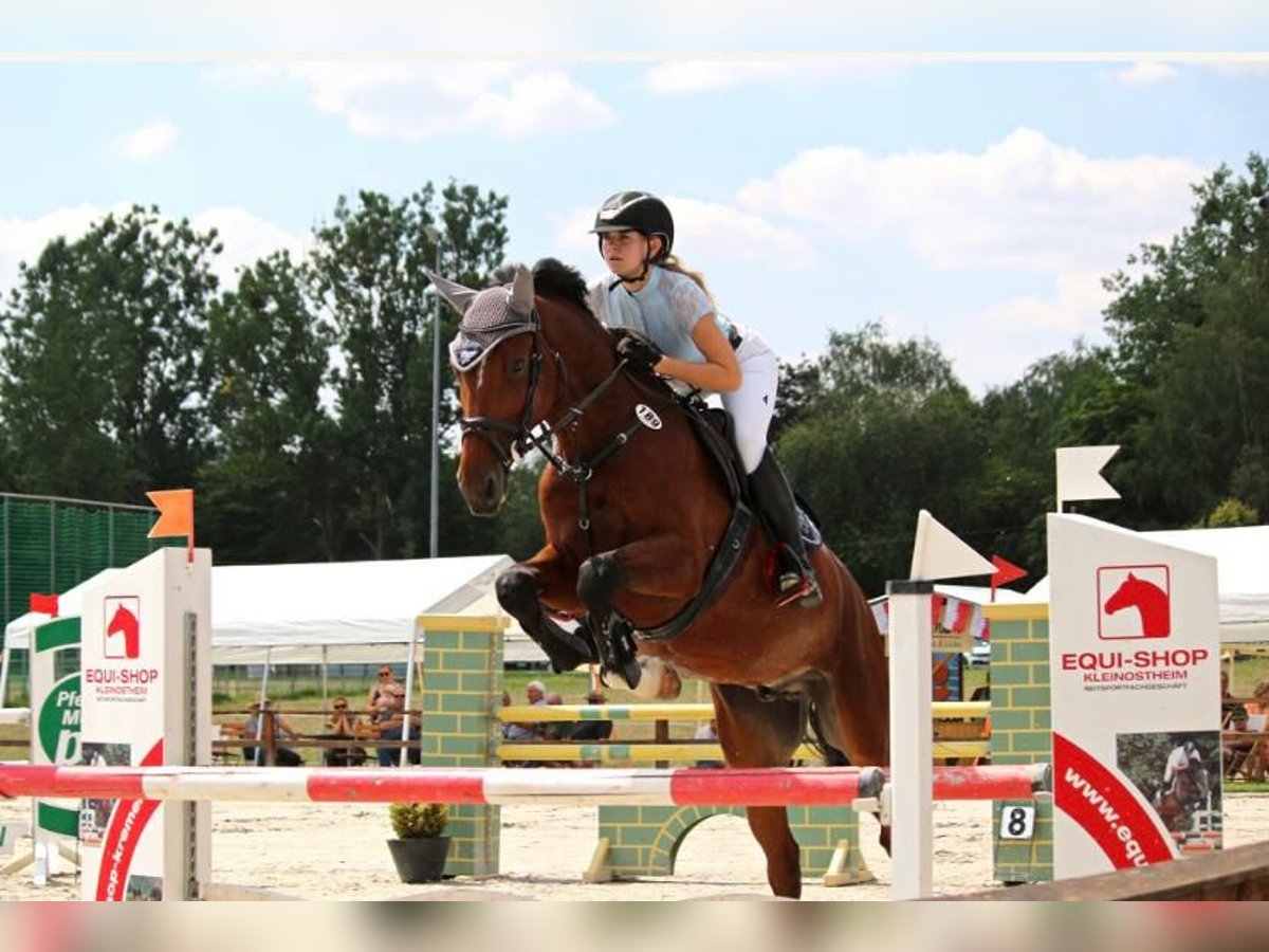 Cheval de sport hongrois Hongre 8 Ans 168 cm Bai in Coburg