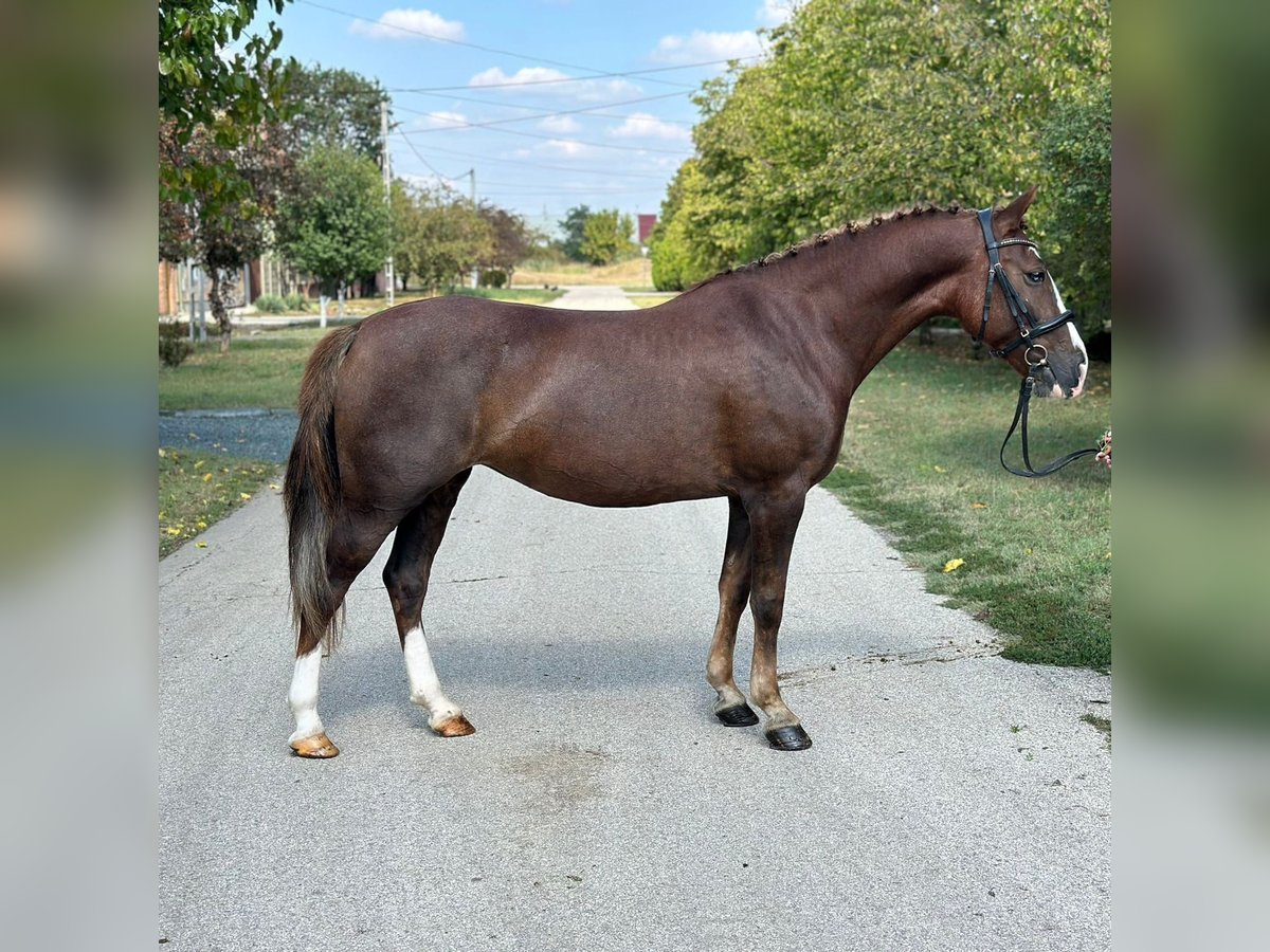 Cheval de sport hongrois Hongre 8 Ans Bai brun in St.pölten