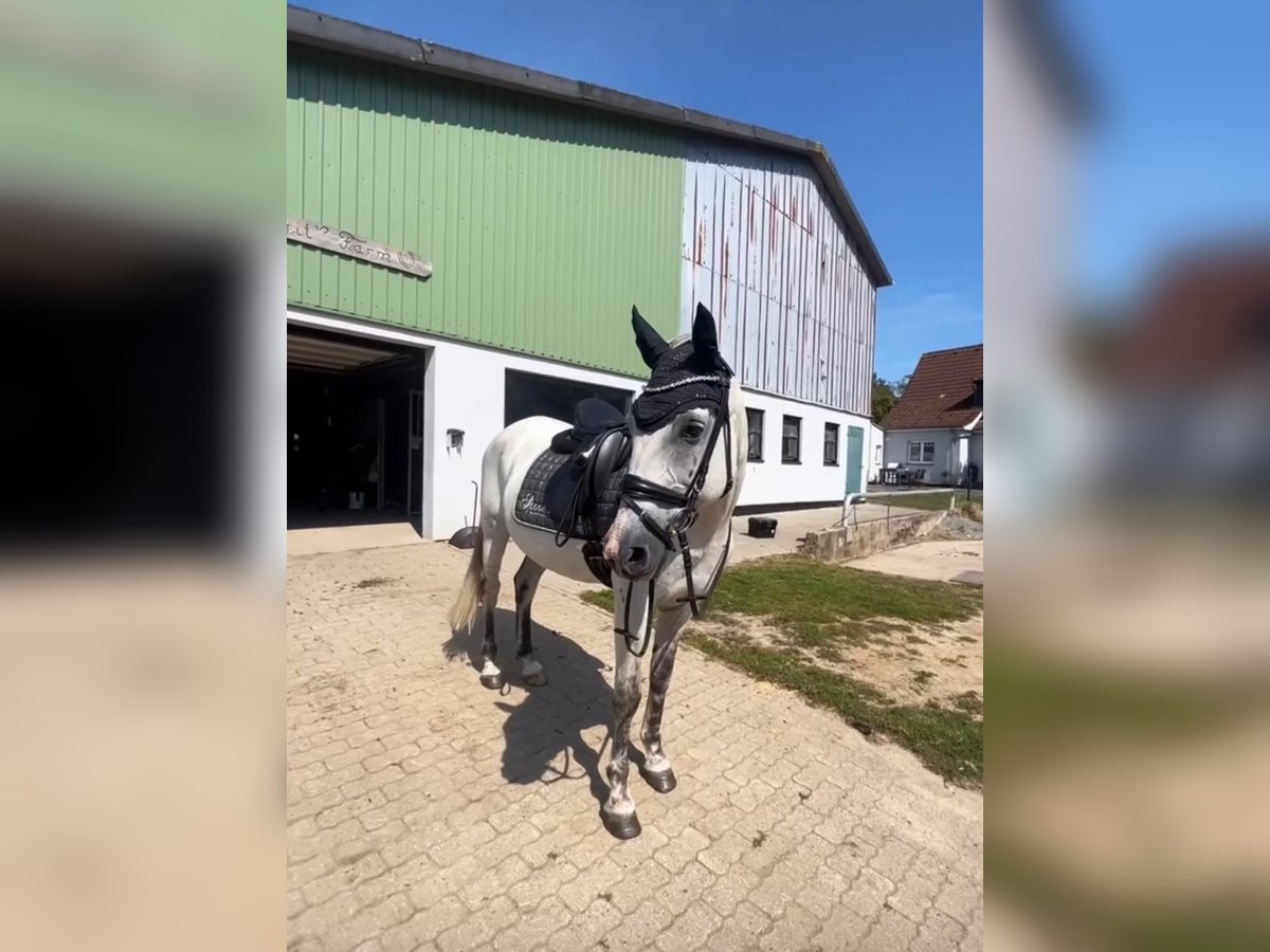 Cheval de sport hongrois Hongre 9 Ans 147 cm Gris in Fedderingen