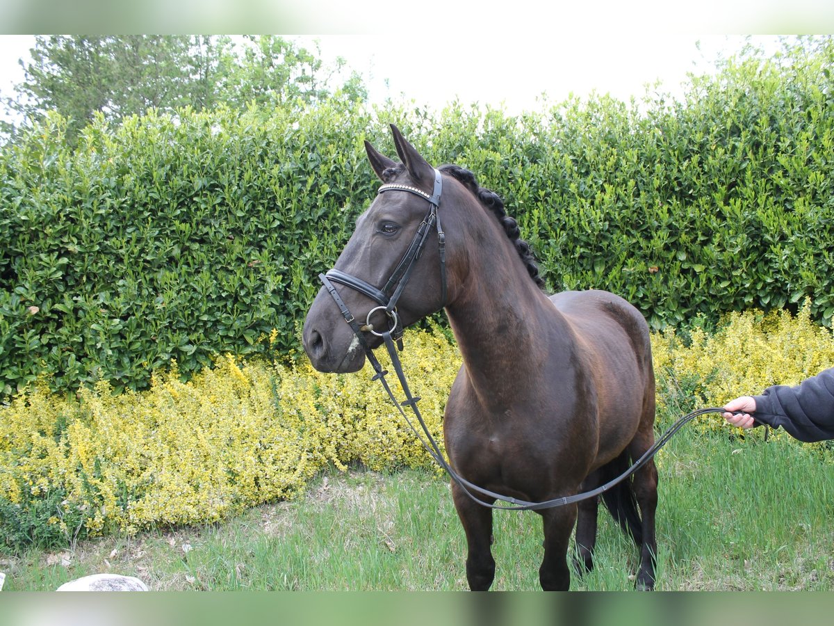 Cheval de sport hongrois Hongre 9 Ans 152 cm Noir in Mettingen