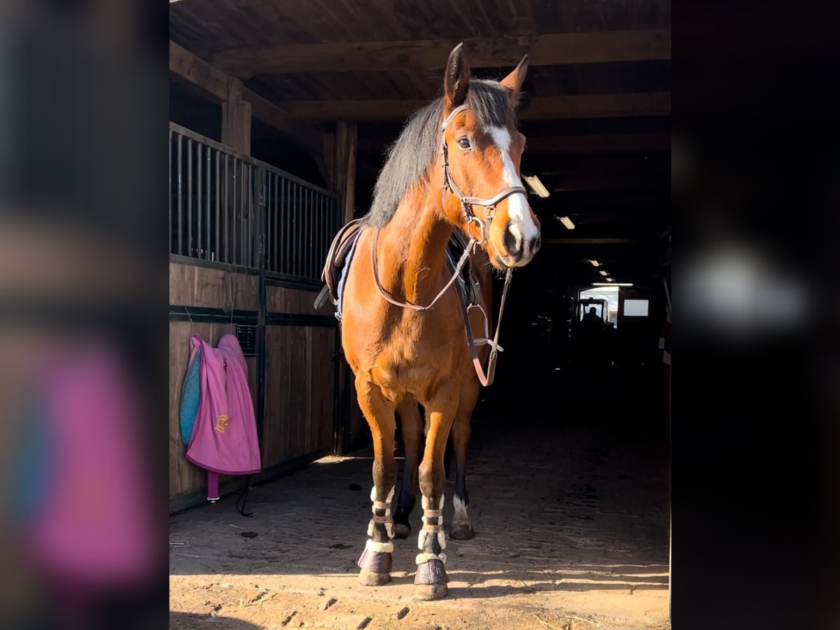 Cheval de sport hongrois Croisé Hongre 9 Ans 160 cm Bai in Bekescsaba