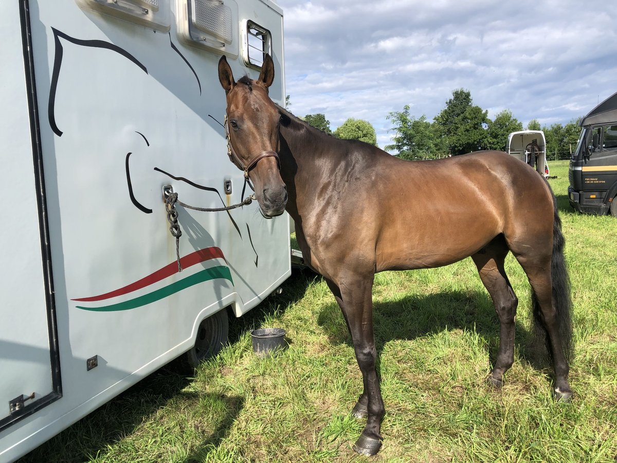 Cheval de sport hongrois Hongre 9 Ans 175 cm Bai cerise in Nemesbőd