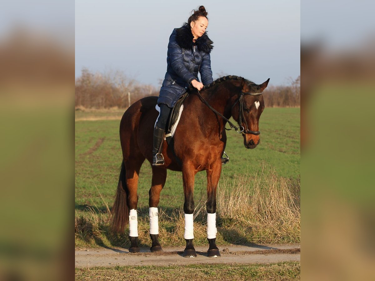 Cheval de sport hongrois Jument 10 Ans 160 cm Bai in Békésszentandrás