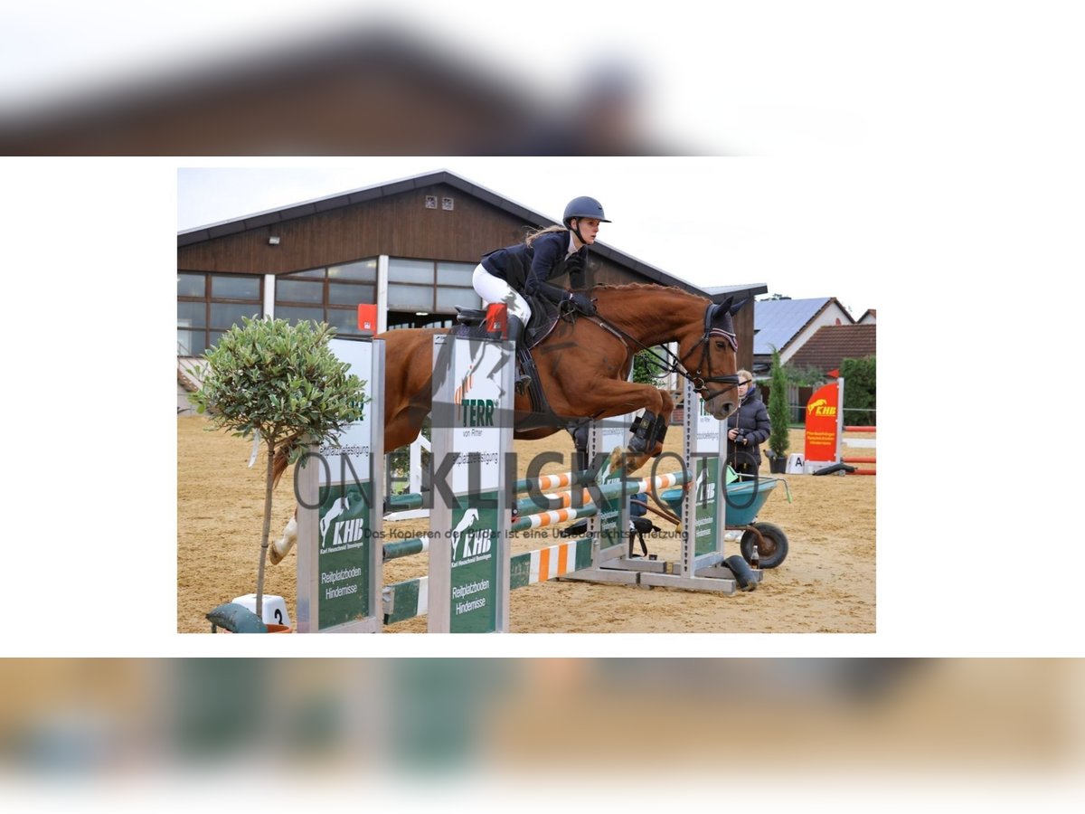 Cheval de sport hongrois Jument 10 Ans 165 cm Alezan in Regensburg