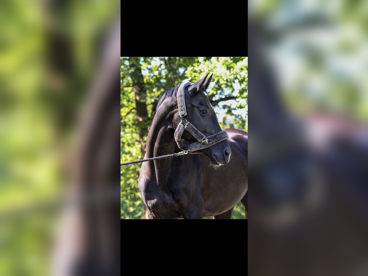 Cheval de sport hongrois Jument 10 Ans 166 cm Noir in Tragwein