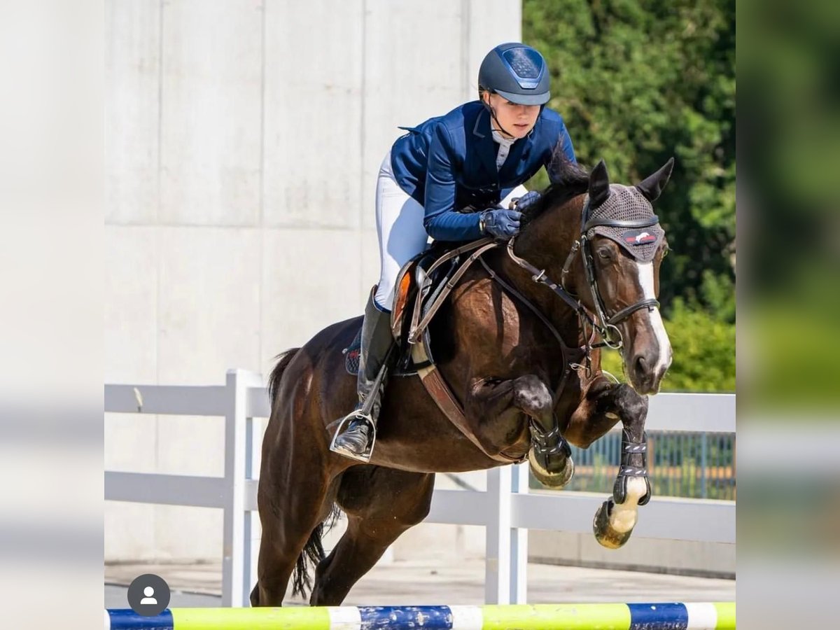 Cheval de sport hongrois Jument 11 Ans 163 cm Bai brun in Neuburg an der Donau