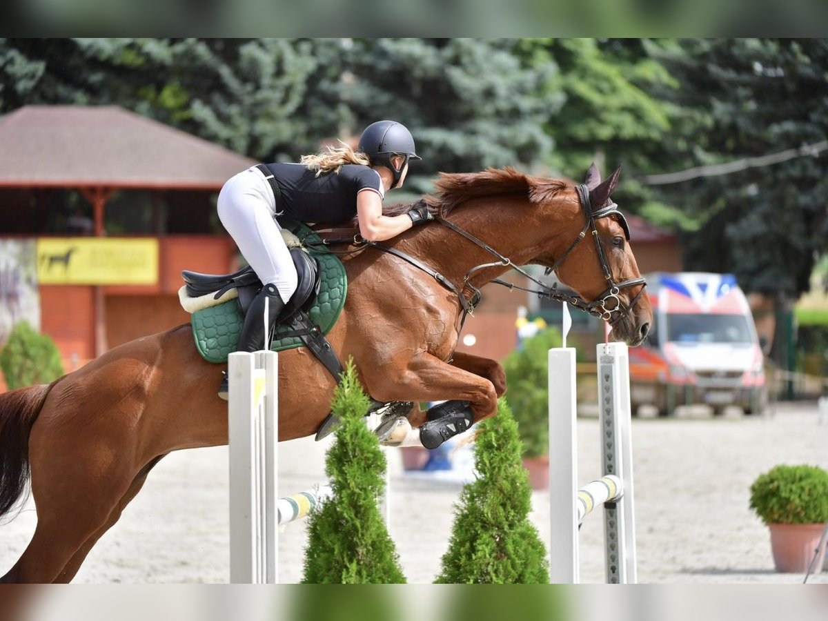 Cheval de sport hongrois Jument 11 Ans Alezan brûlé in Piliscsév