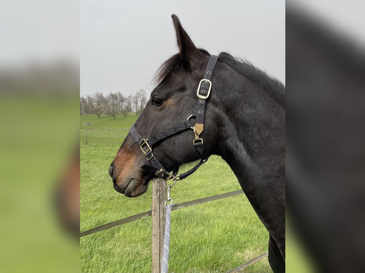 Cheval de sport hongrois Croisé Jument 12 Ans 149 cm Bai brun foncé in Konstanz