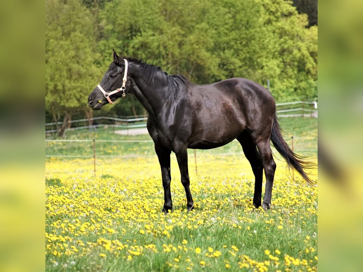 Cheval de sport hongrois Jument 12 Ans 160 cm Noir in Rottweil