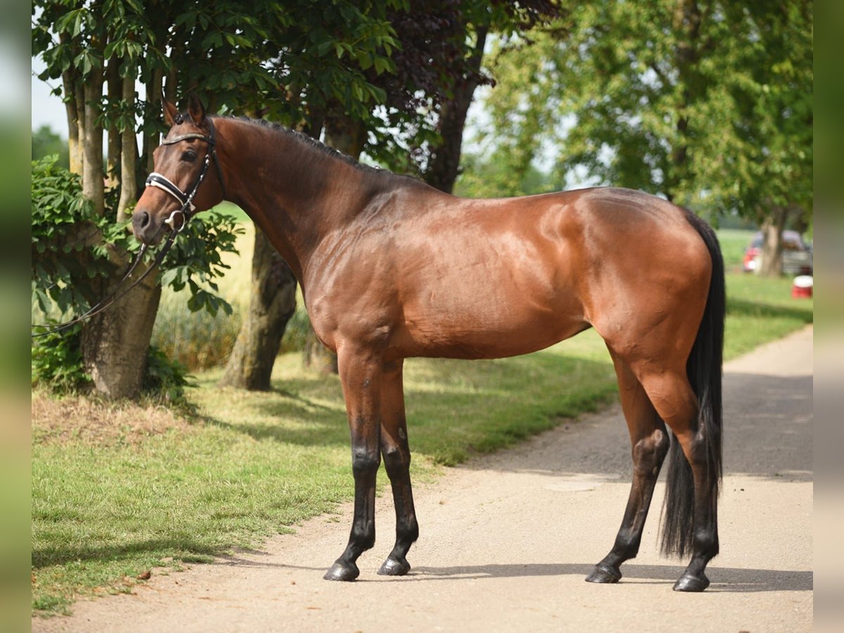 Cheval de sport hongrois Jument 12 Ans 165 cm Bai in Cegléd