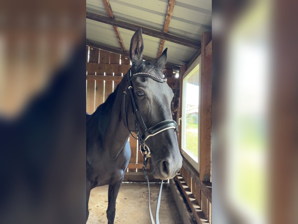 Cheval de sport hongrois Jument 13 Ans 164 cm Noir in Cottbus