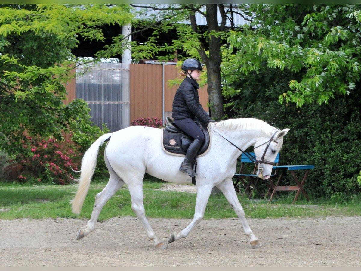 Cheval de sport hongrois Jument 13 Ans 168 cm Gris in Schattendorf