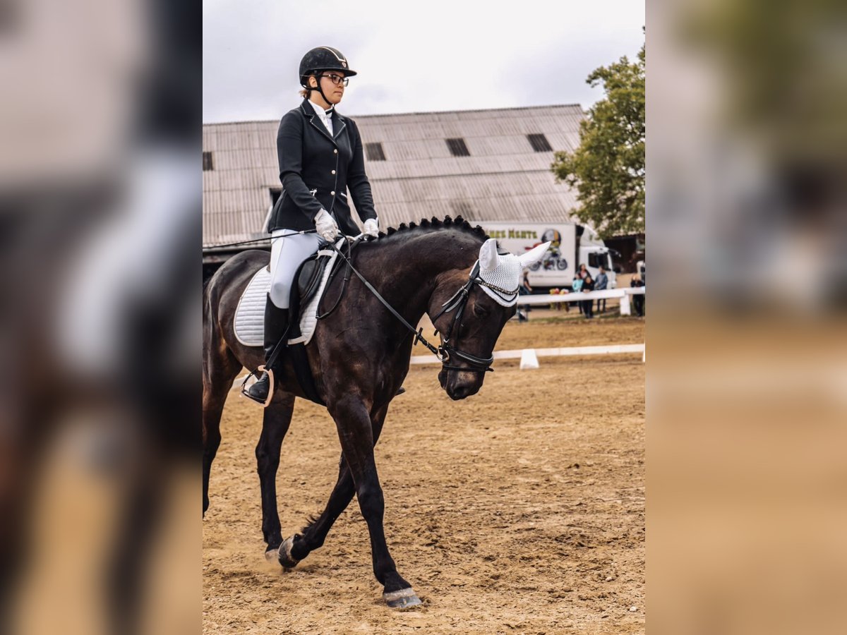 Cheval de sport hongrois Jument 13 Ans 173 cm Noir in Anras