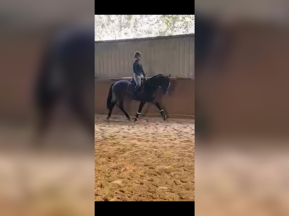 Cheval de sport hongrois Jument 14 Ans 162 cm Bai brun in Herzlake