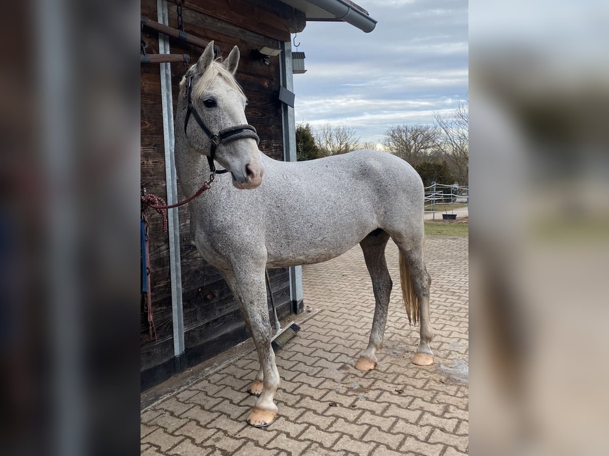 Cheval de sport hongrois Jument 16 Ans 160 cm Gris pommelé in Bamberg