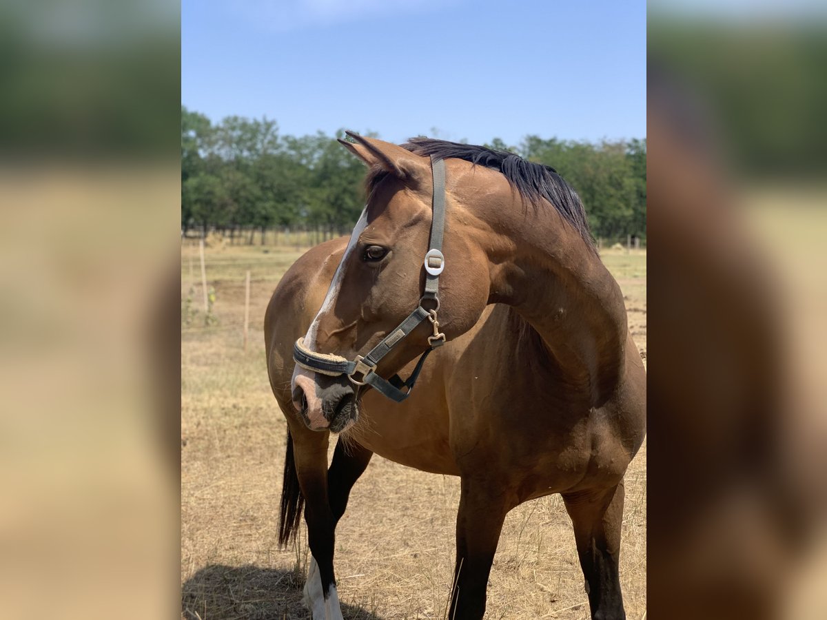 Cheval de sport hongrois Jument 17 Ans 167 cm Bai cerise in Szigetszentmárton