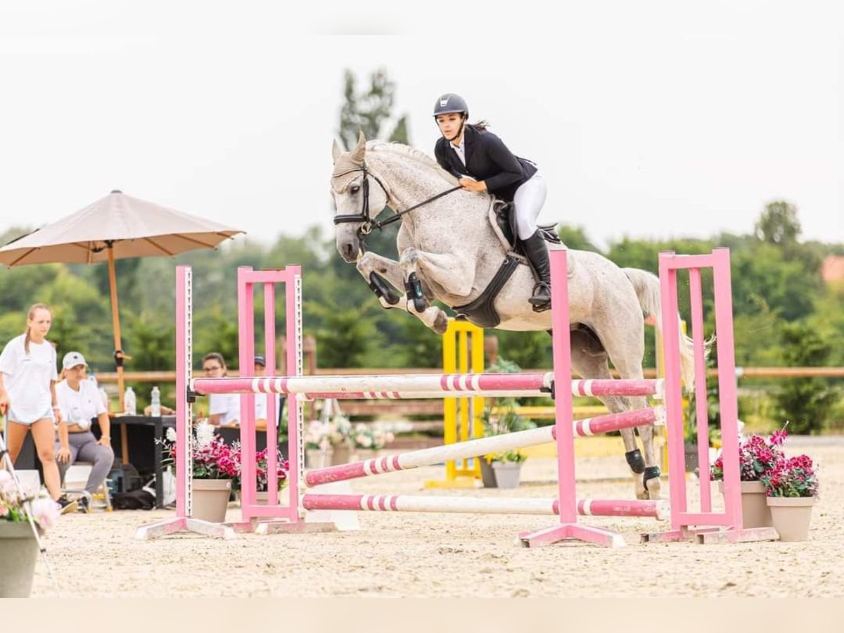 Cheval de sport hongrois Jument 17 Ans 168 cm Blanc in pereszteg