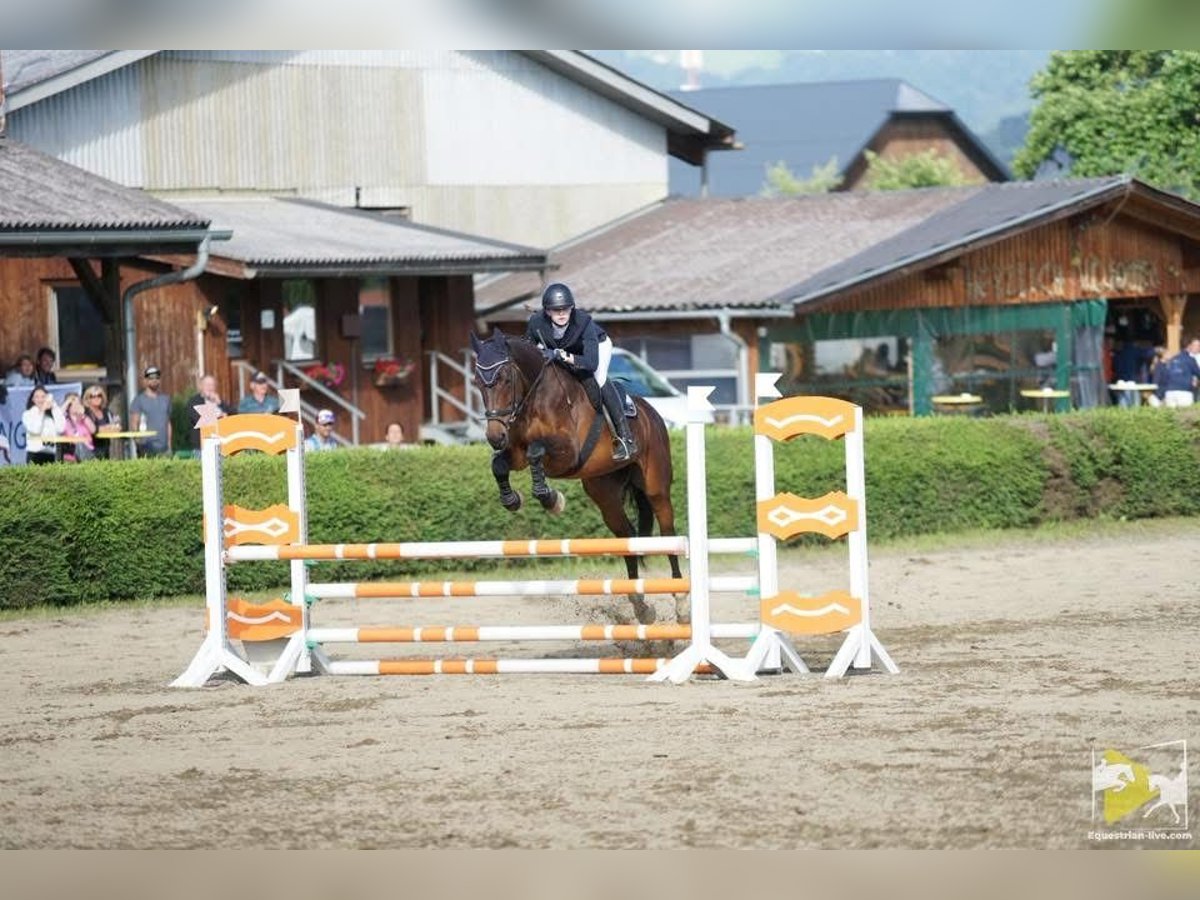 Cheval de sport hongrois Jument 17 Ans 172 cm Bai in Zeltweg