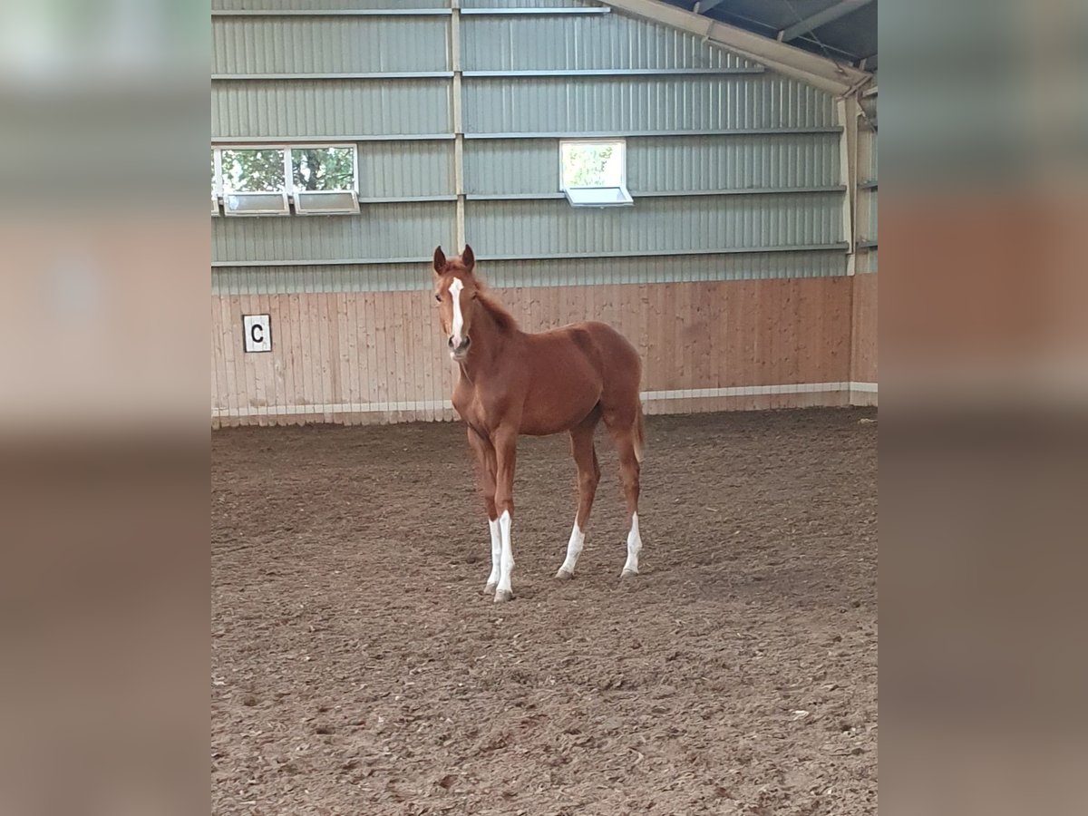 Cheval de sport hongrois Jument 1 Année 138 cm Alezan brûlé in Hajdúböszörmény