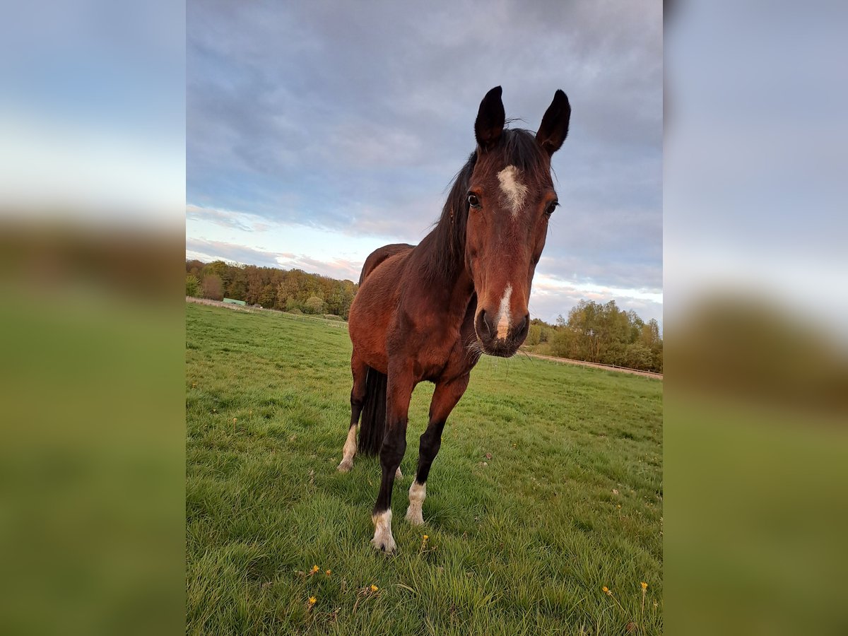 Cheval de sport hongrois Jument 24 Ans 160 cm Bai in Schapen